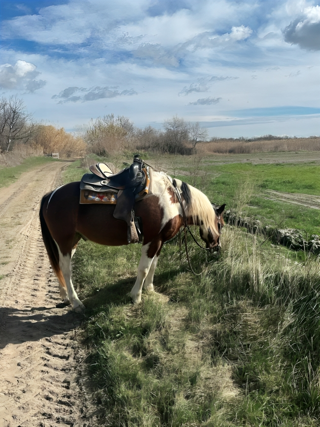 "Cheval en Camargue lors d'une balade La Cavale"