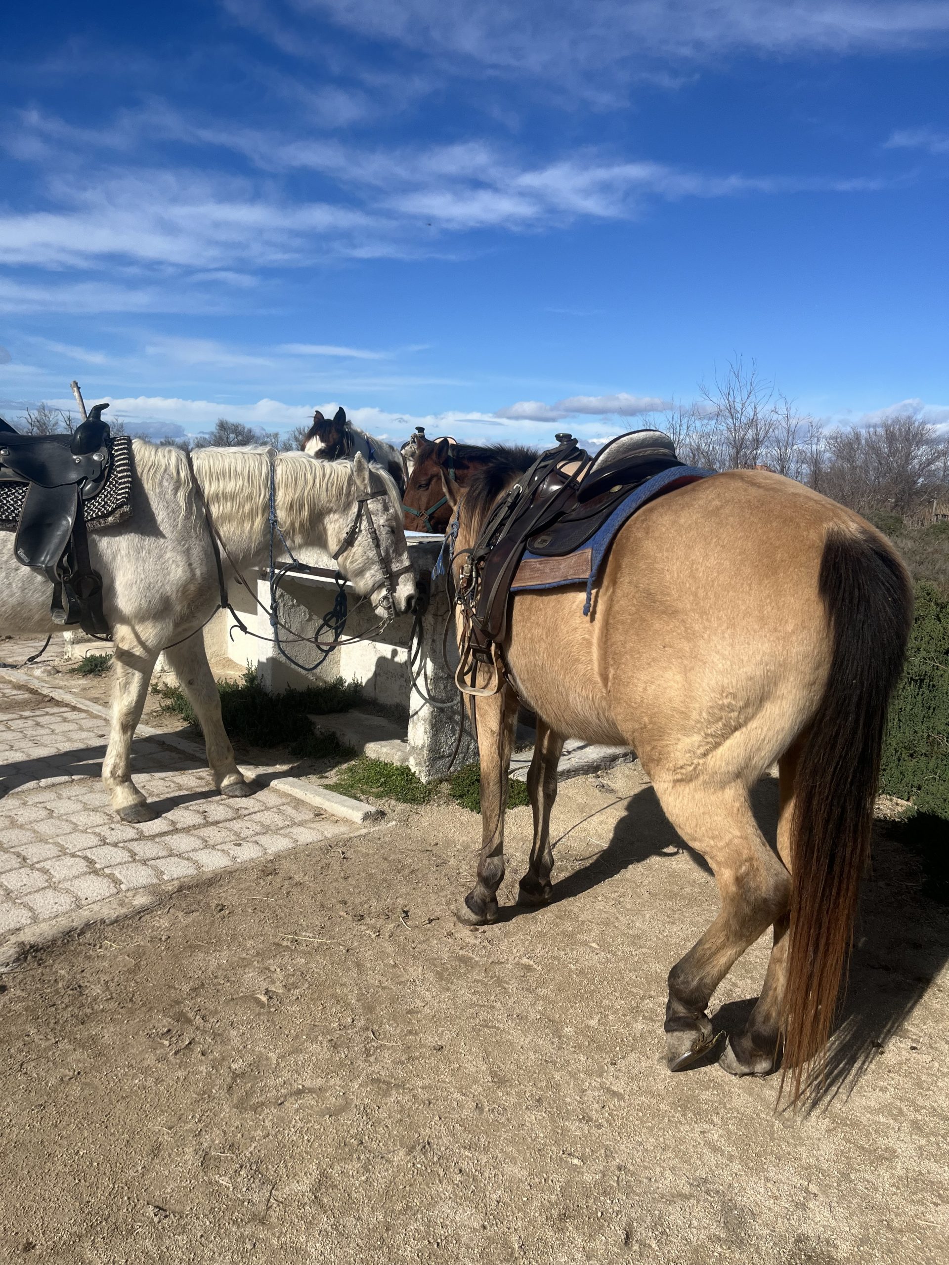 "Cheval en Camargue lors d'une balade La Cavale"