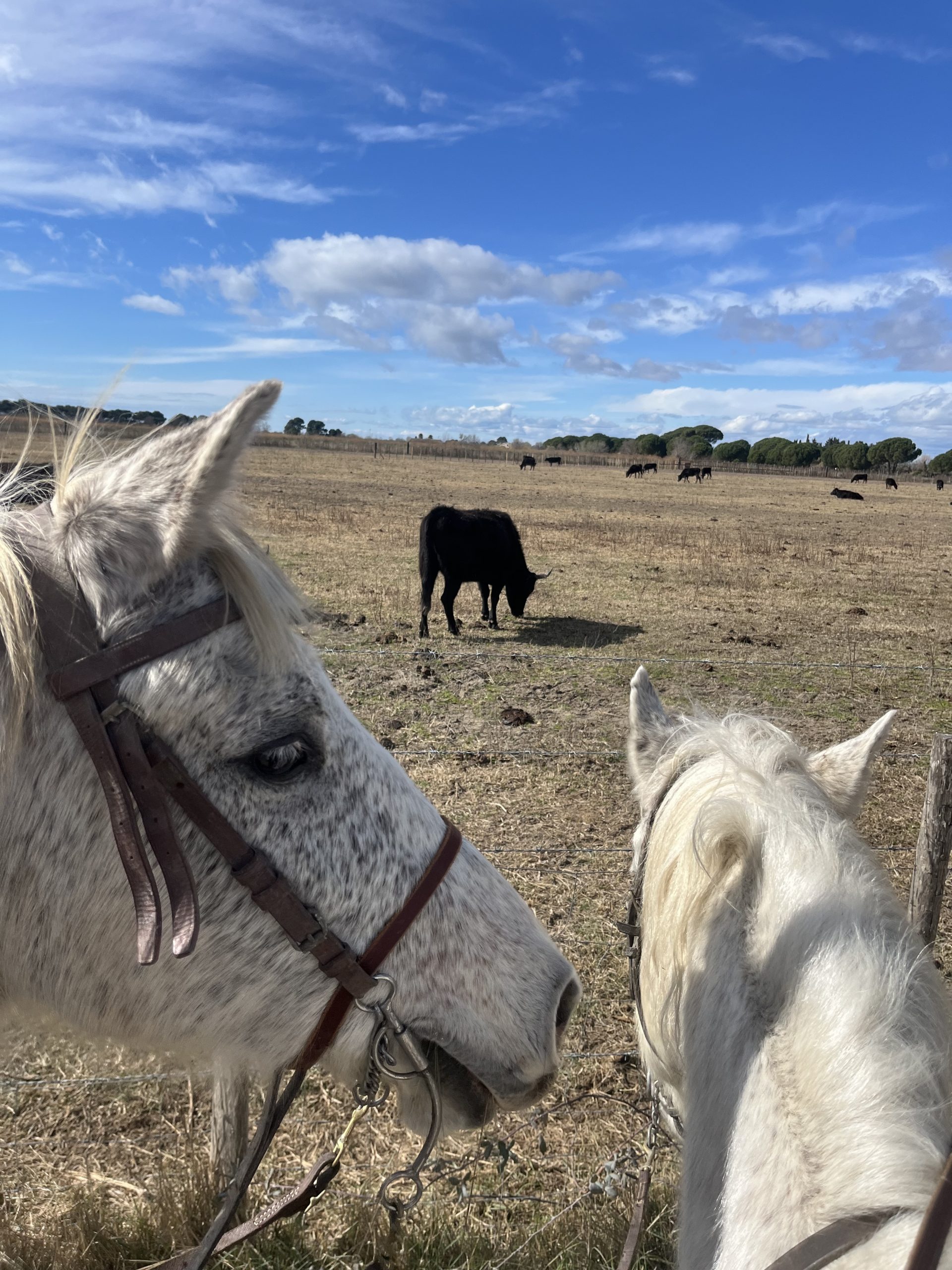 "Cheval en Camargue lors d'une balade La Cavale"