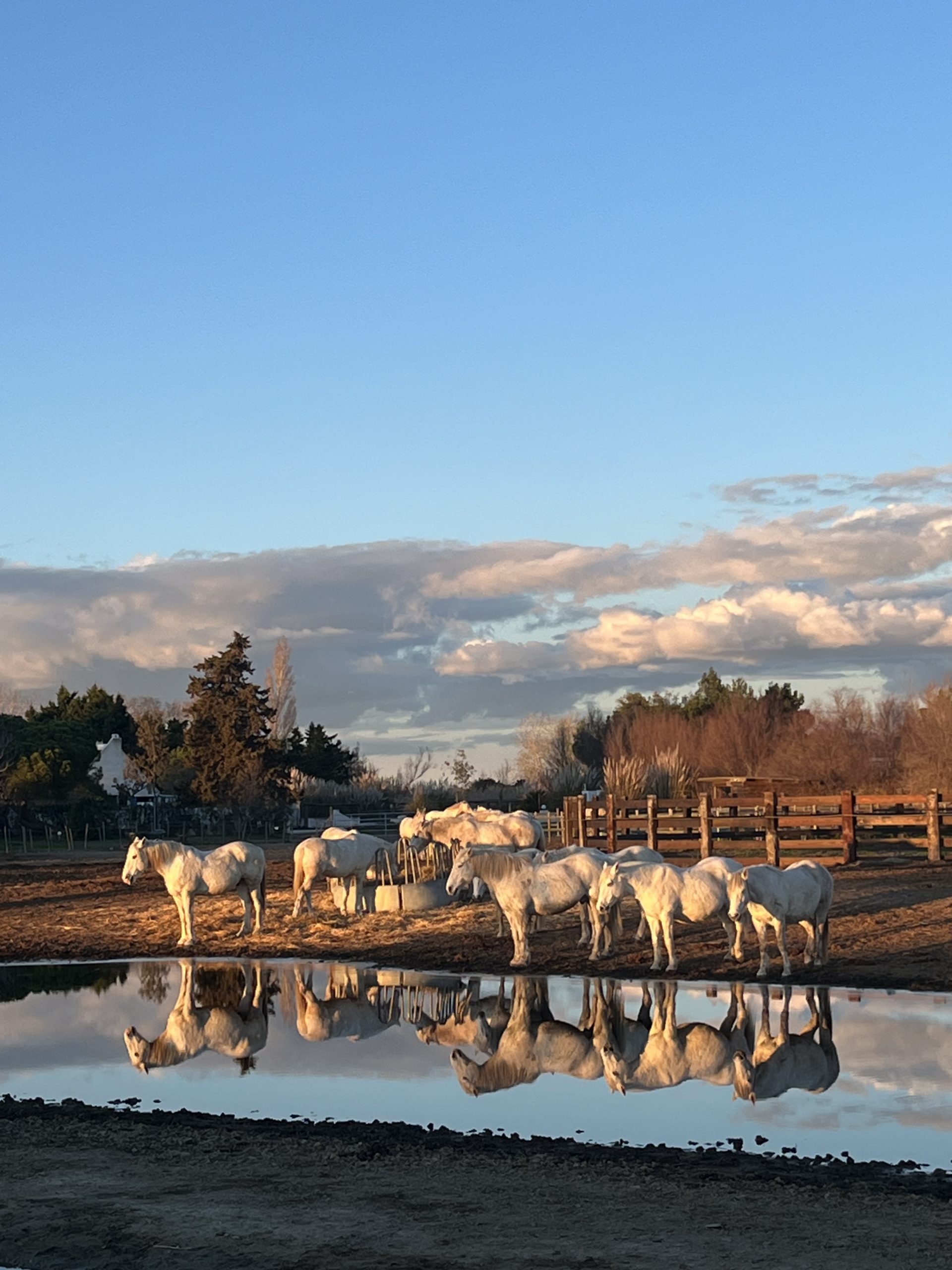 "Cheval en Camargue lors d'une balade La Cavale"