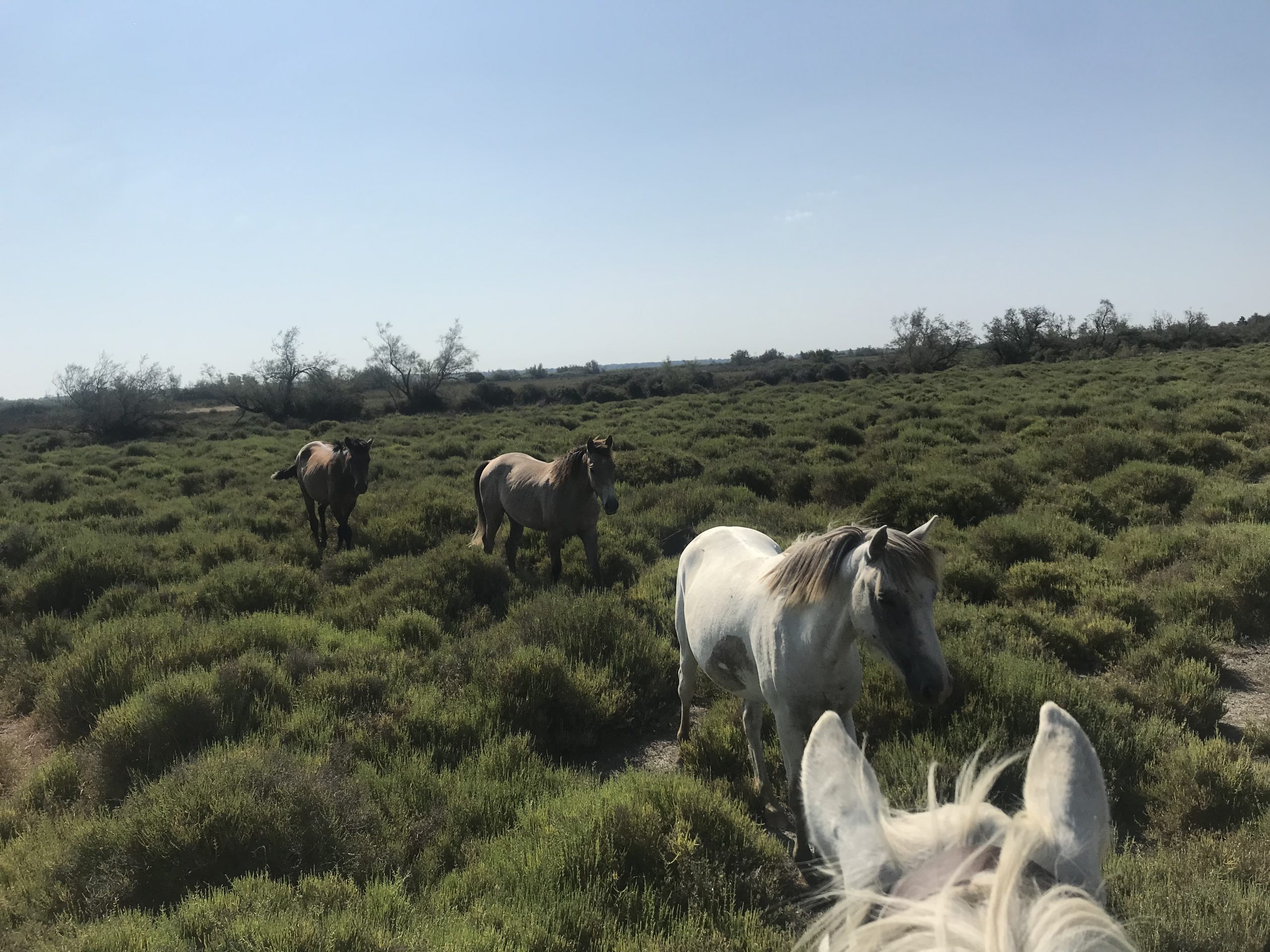 "Cheval en Camargue lors d'une balade La Cavale"