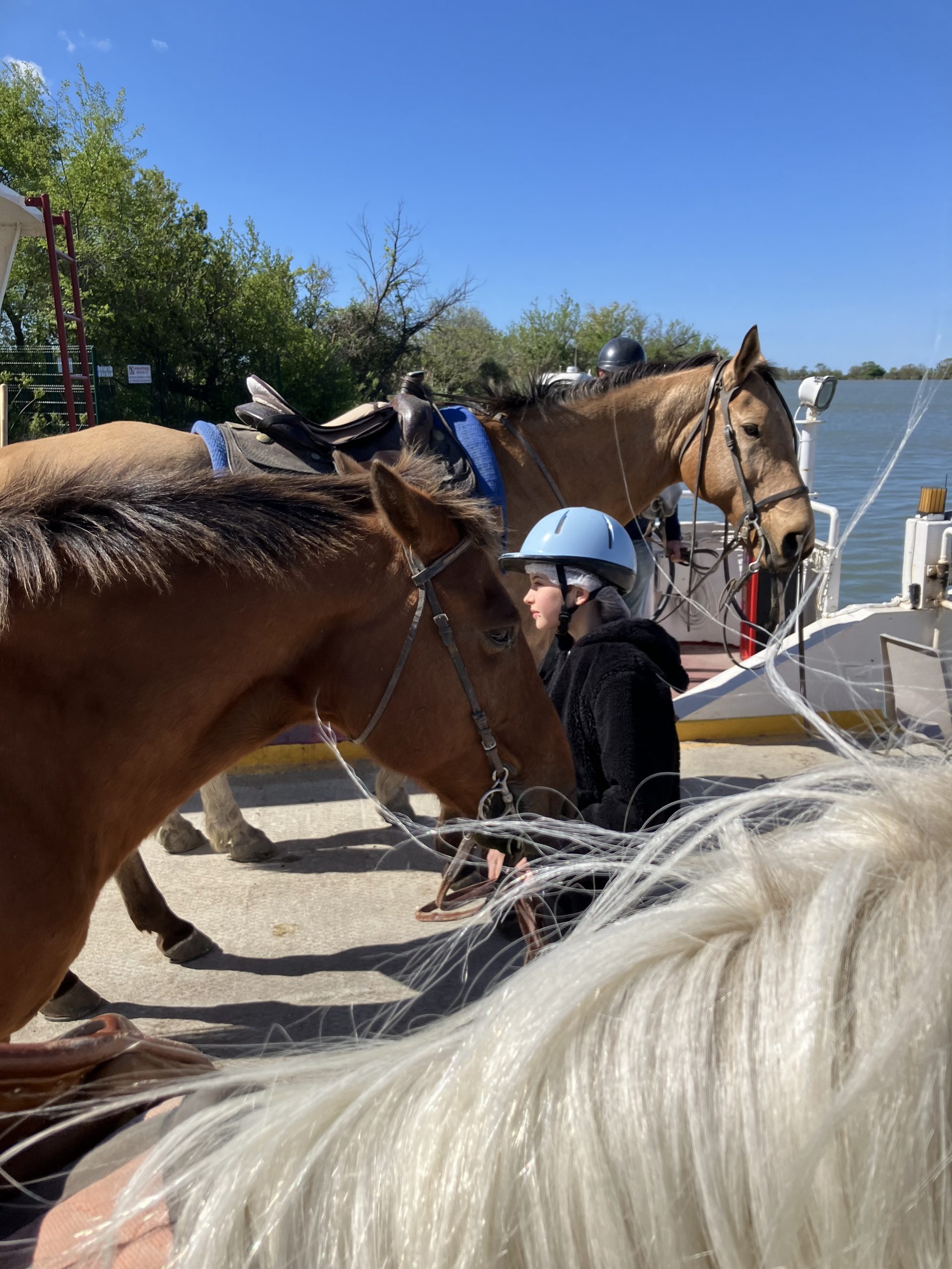 "Cheval en Camargue lors d'une balade La Cavale"
